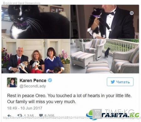 Умер любимый кот вице-президента США