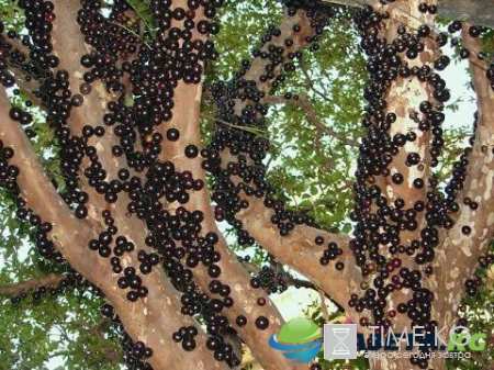 Этот мир придуман не нами: Фрукты которых вы еще не видели