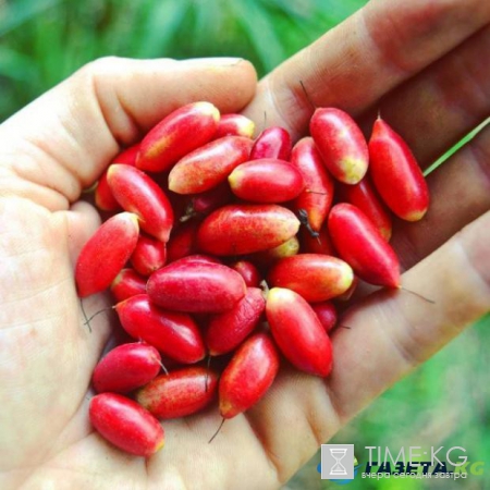 Этот мир придуман не нами: Фрукты которых вы еще не видели