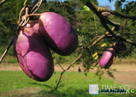 Этот мир придуман не нами: Фрукты которых вы еще не видели