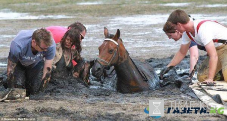 История из жизни: женщина в течение трех часов спасала от гибели лошадь