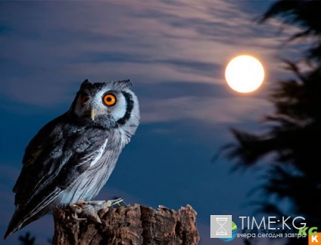 Лунный календарь на июль 2017 года: фазы луны, благоприятные дни, растущая луна, влияние луны на человека