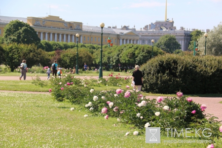 На Марсовом поле в Петербурге зацвели пионы