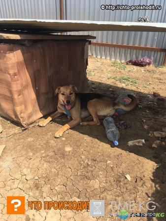 Неизвестные живодеры разгромили приют в Дагестане и убили табуреткой собаку, еще несколько животных покалечено