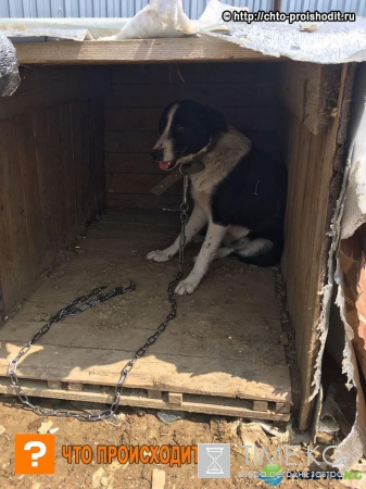 Неизвестные живодеры разгромили приют в Дагестане и убили табуреткой собаку, еще несколько животных покалечено