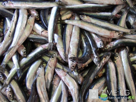 Россия отказывается от добычи анчоуса из-за экономической нецелесообразности