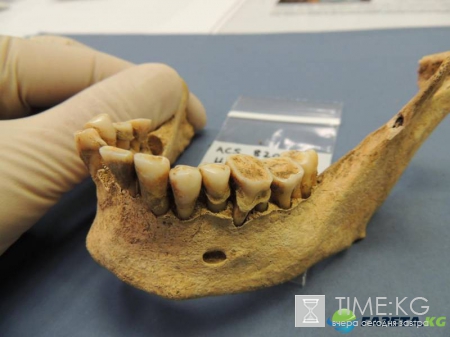 Сколы зубов рассказали ученым о уникальной диете Homo naledi