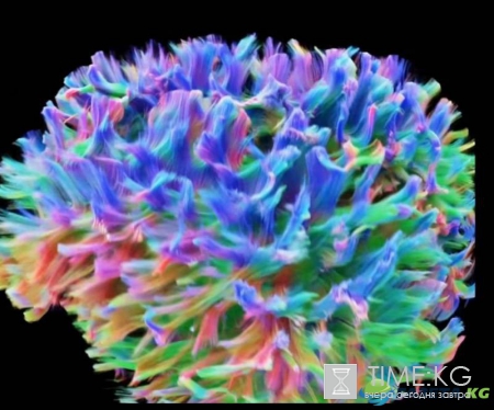 Создана самая детальная 3D-модель мозга человека