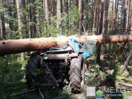 В Челябинской области упавшее дерево убило мужчину