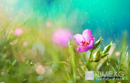 Выходные в Украине начнутся с дождей и гроз