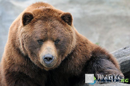 Житель Ямала отбился палкой от трех медведей
