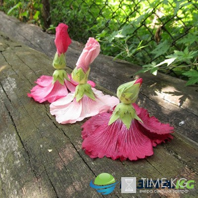 Самые замечательные Игры нашего детства. А вы делали куколки из мальвы?