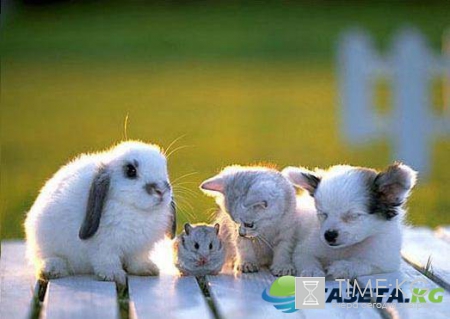 Домашние питомцы из Орла пройдут кастинг телеканала «Пятница!»