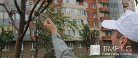 «И так сойдет»: в Петербурге коммунальщики примотали к мертвым деревьям зеленые ветки