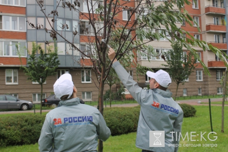 «И так сойдет»: в Петербурге коммунальщики примотали к мертвым деревьям зеленые ветки
