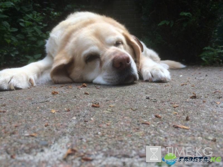 Как заработать на экспорте бездомных животных