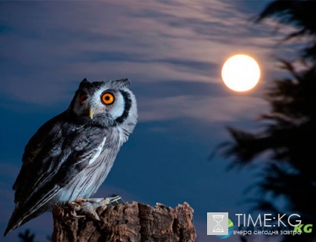 Лунный календарь на август 2017: когда растущая, полнолуние, убывающая луна, новолуние, фазы по дням