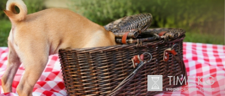 Петербуржцев приглашают на пикник вместе с их четвероногими любимцами