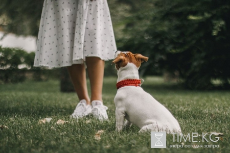 Петербуржцев приглашают на пикник вместе с их четвероногими любимцами Петербуржцев приглашают на пикник вместе с их четвероногими любимцами