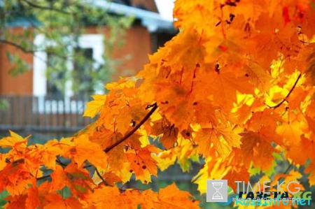 Посевной календарь на ноябрь 2017 года