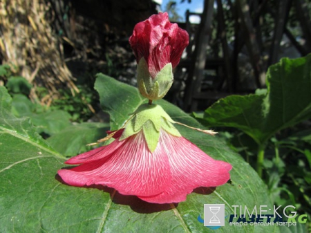 Самые замечательные Игры нашего детства. А вы делали куколки из мальвы?