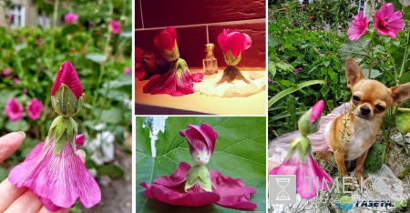 Самые замечательные Игры нашего детства. А вы делали куколки из мальвы?