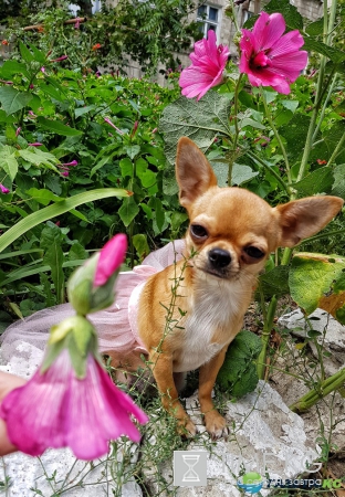 Самые замечательные Игры нашего детства. А вы делали куколки из мальвы?