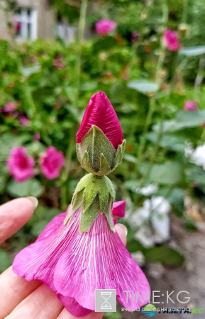 Самые замечательные Игры нашего детства. А вы делали куколки из мальвы?