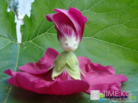 Самые замечательные Игры нашего детства. А вы делали куколки из мальвы?