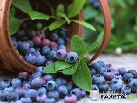 ТОП-6 продуктов для поддержания здоровья почек