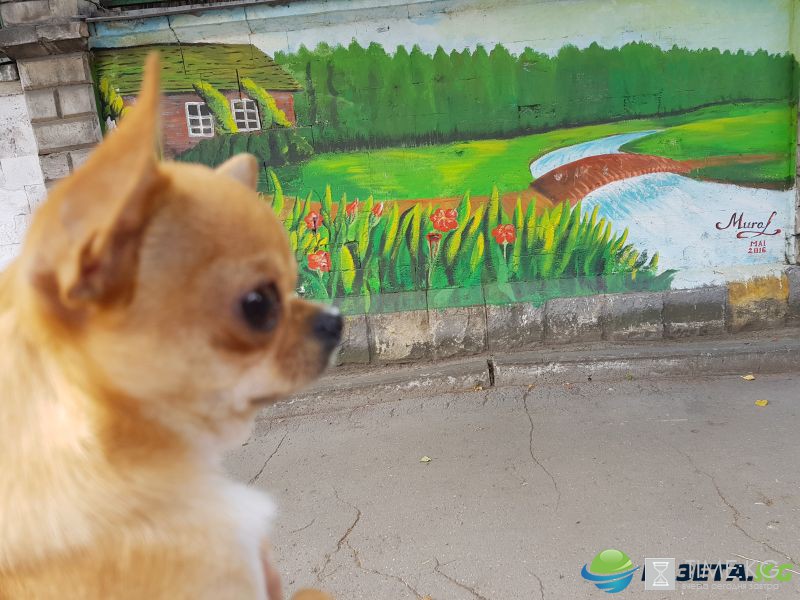 I Love Moldova. Об этом говорят граффити в Кишинёве на стенах стадиона. I Love Moldova. Об этом говорят граффити в Кишинёве на стенах стадиона.