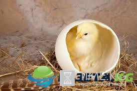 Как можно использовать яичную скорлупу с пользой для здоровья