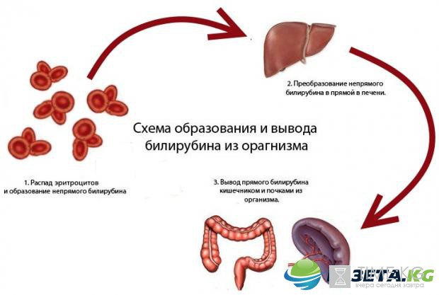 Основные признаки заболевания печени Основные признаки заболевания печени