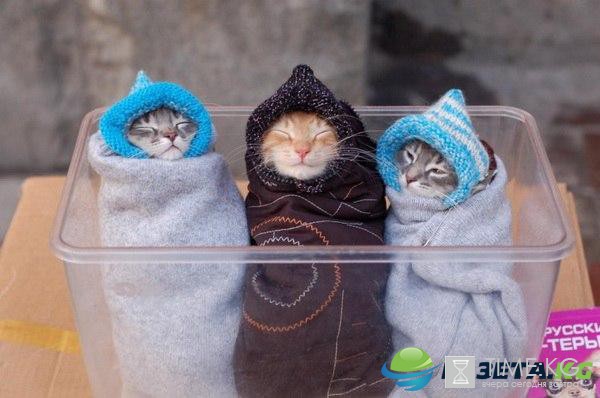 Страшнее кошки зверя нет: ученые установили причину кошачьей агрессии Страшнее кошки зверя нет: ученые установили причину кошачьей агрессии