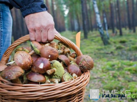 Как выглядят ядовитые грибы "маскирующиеся" под съедобные