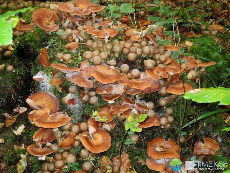 Ученый: В климатических катастрофах виновны грибы