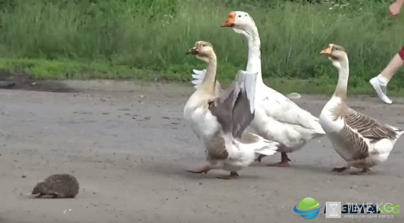 Видео с нападением стаи гусей на ежа в Тамбове стало вирусным