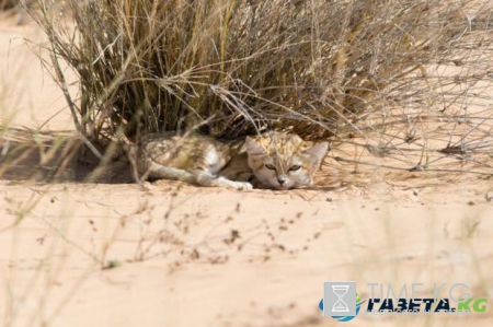 Барханные котята: исследователям впервые удалось сфотографировать неуловимых пушистиков  