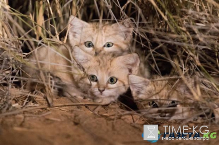 Барханные котята: исследователям впервые удалось сфотографировать неуловимых пушистиков  