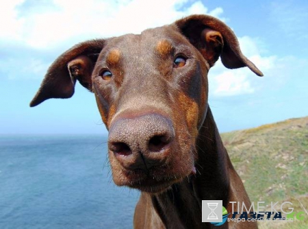 Британский ветеринар достал из желудка добермана 25 теннисных мячей&#8205;