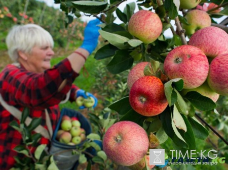 Как холодная весна повлияет на цены в России: ЦБ прогнозирует временное ускорение инфляции