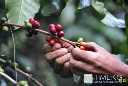 Как в жизни человека появился кофе: история возникновения любимого миллионами напитка