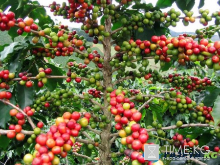 Как в жизни человека появился кофе: история возникновения любимого миллионами напитка