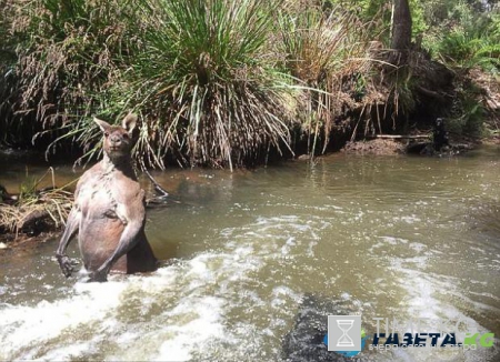 Новая звезда Интернета: накачанный кенгуру во время водных процедур