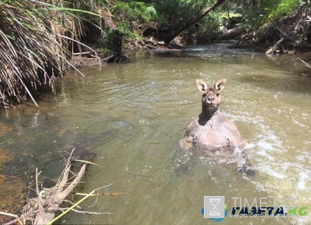 Новая звезда Интернета: накачанный кенгуру во время водных процедур