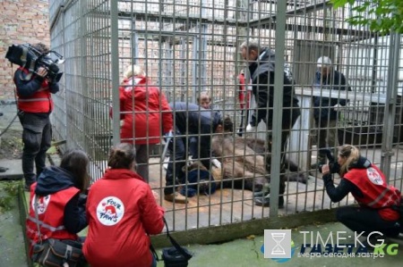 Во Львове спасли медведицу 16 лет прожившую в тесной клетке