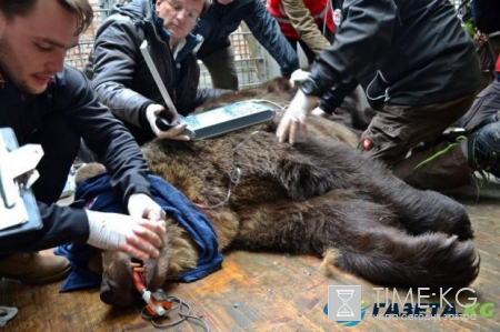 Во Львове спасли медведицу 16 лет прожившую в тесной клетке