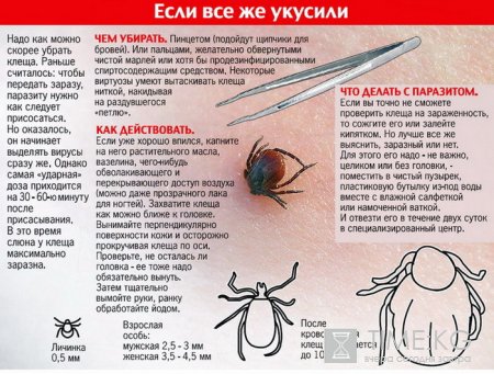В Кыргызстане специалисты предупреждают, что ранней весной отмечается сезон заболеваемости клещевым энцефалитом.
