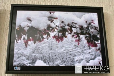 Фотовыставка иранских фотографов Фотовыставка иранских фотографов