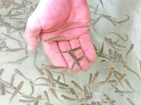 Почти 90% продукции рыбного хозяйства Иссык-Куля реализуется в Казахстане Почти 90% продукции рыбного хозяйства Иссык-Куля реализуется в Казахстане